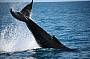 Hervey Bay Half Day Whale Watching, Morning