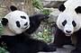Giant Pandas Wang Wang and Funi