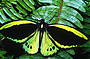 Cairns Birdwing butterfly- The male is the largest butterfly in Australia