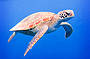 Sea Turtle in the deep blue of the ocean